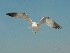 Gulls on Isle of Palms Beach