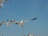 Gulls on Isle of Palms Beach