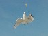 Gulls on Isle of Palms Beach