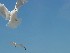 Gulls on Isle of Palms Beach