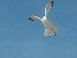 Gulls on Isle of Palms Beach