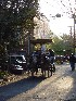 Carriage Tour