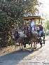Carriage Tour