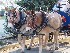 Carriage Tour beasts of burden