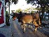 Carriage Tour beasts of burden