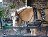 Carriage Tour Beast of Burden