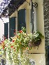 Window Boxes
