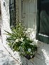 Meeting Street Window Box