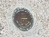 Geodetic Survey Marker at White Point Gardens