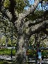 Trees at White Point Gardens