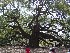 Angel Oak