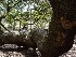 Tom at Angel Oak