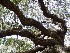 Angel Oak