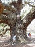 Tom at Angel Oak