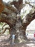 Tom at Angel Oak