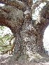 Angel Oak