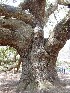 Angel Oak
