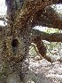 Angel Oak