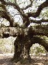 Angel Oak