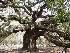 Angel Oak