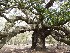 Angel Oak