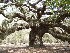 Angel Oak