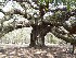 Angel Oak