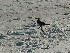 Bird on Folly Beach near Sumter Drive