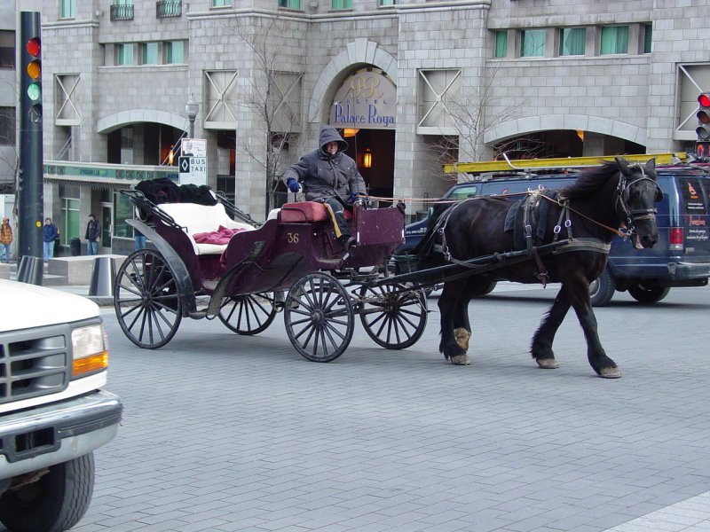 Horse Carriage