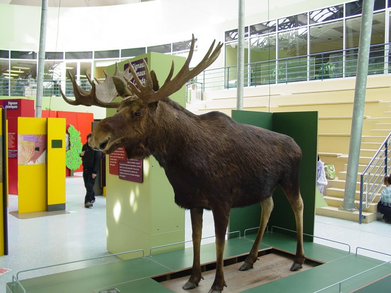 Moose at the Biodome