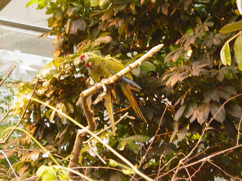 Birds