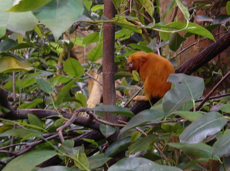 Primates