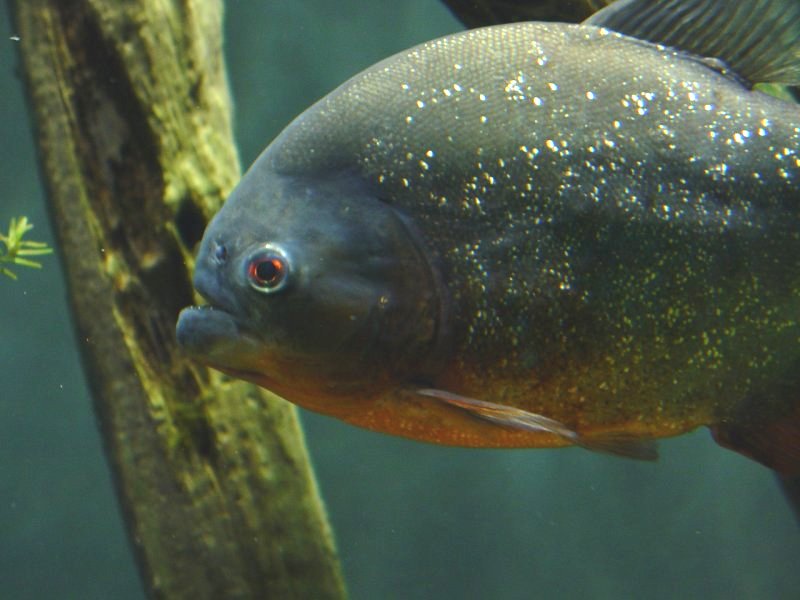 Piranha - Click to Enlarge