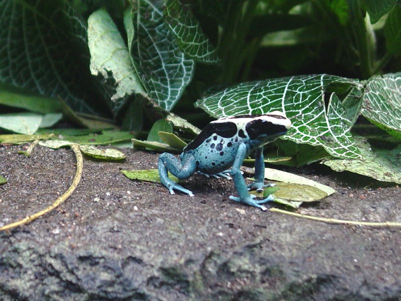 Poison Frogs