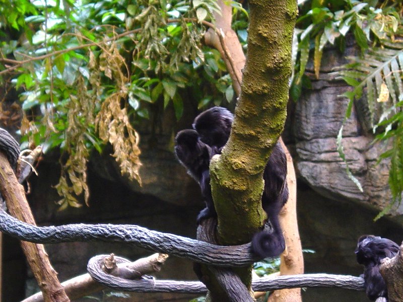 Primates