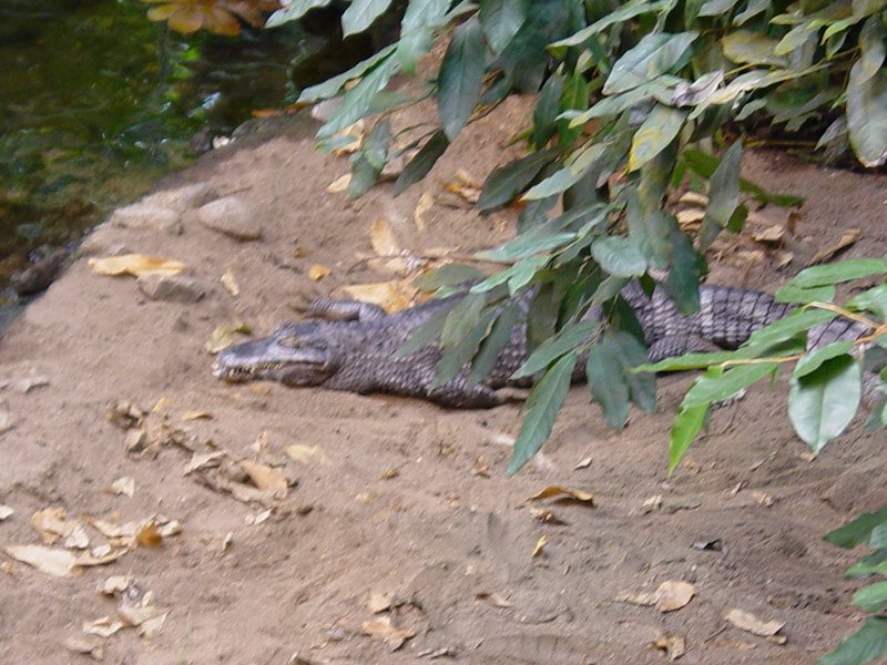 Alligator and Tortoise - Click to Enlarge