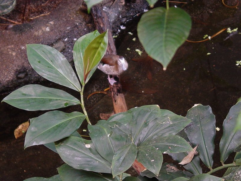 Water Fowl