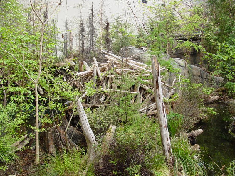 Temperate Exhibit - Click to Enlarge