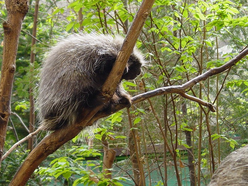 Porcupine - Click to Enlarge