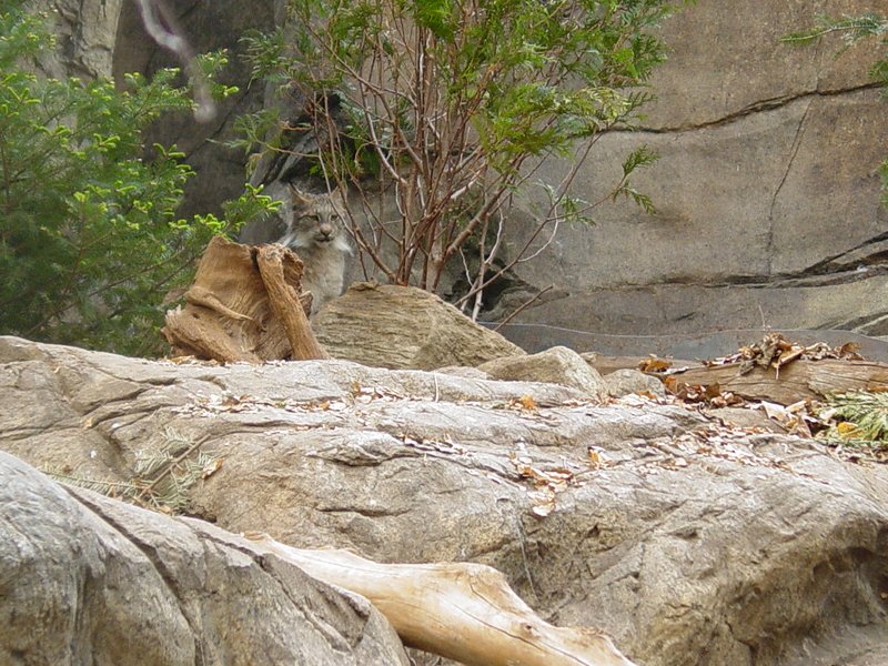 Cat Exhibit