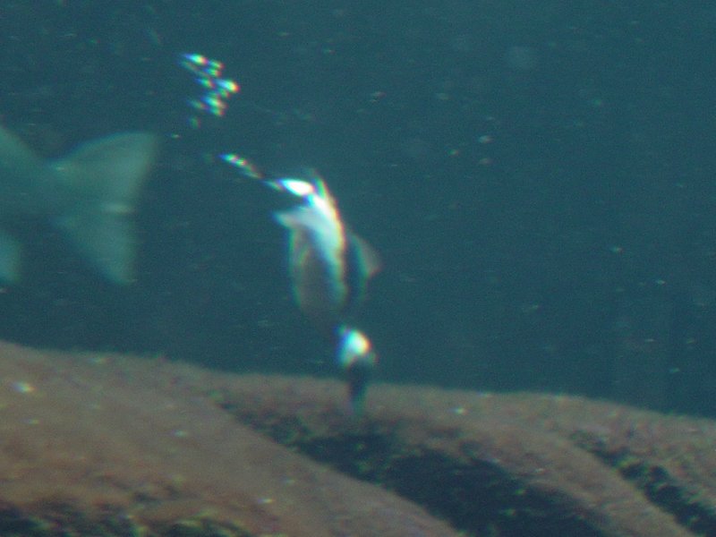 Aquarium Exhibit