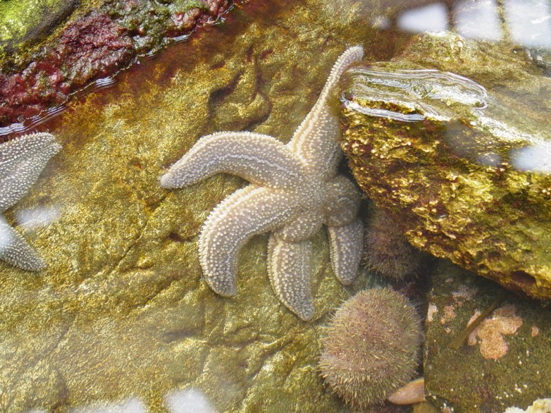Tidal Pool Exhibit