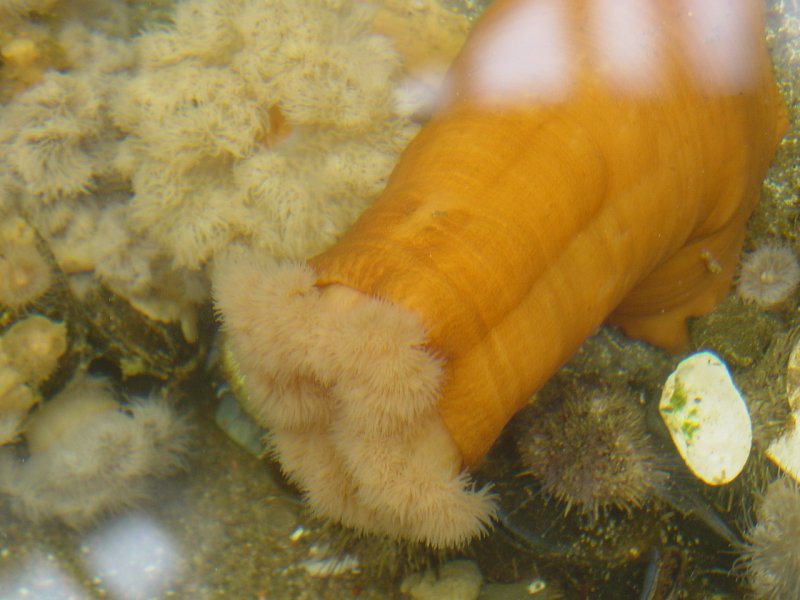 Tidal Pool Exhibit