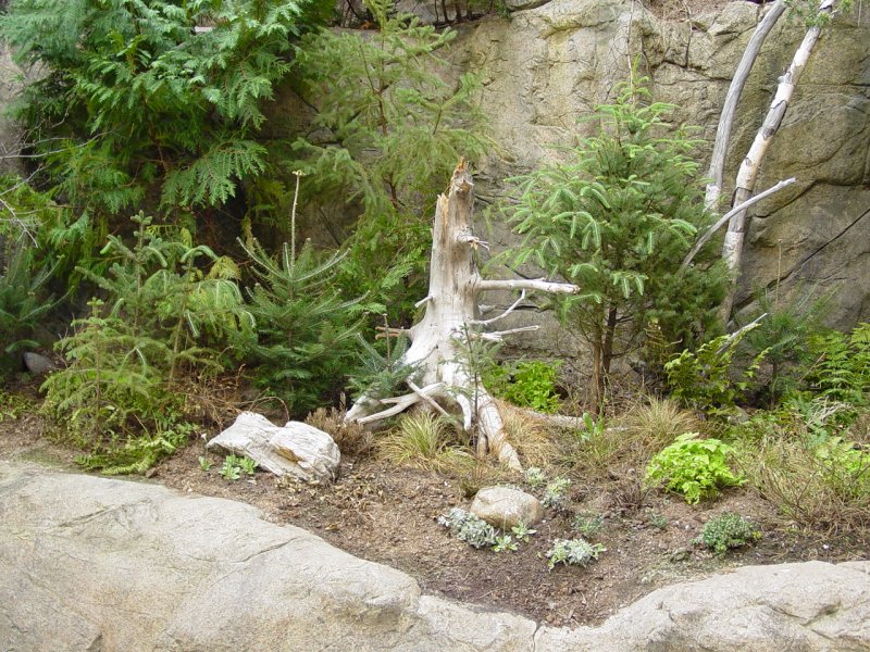 Wooded Area
