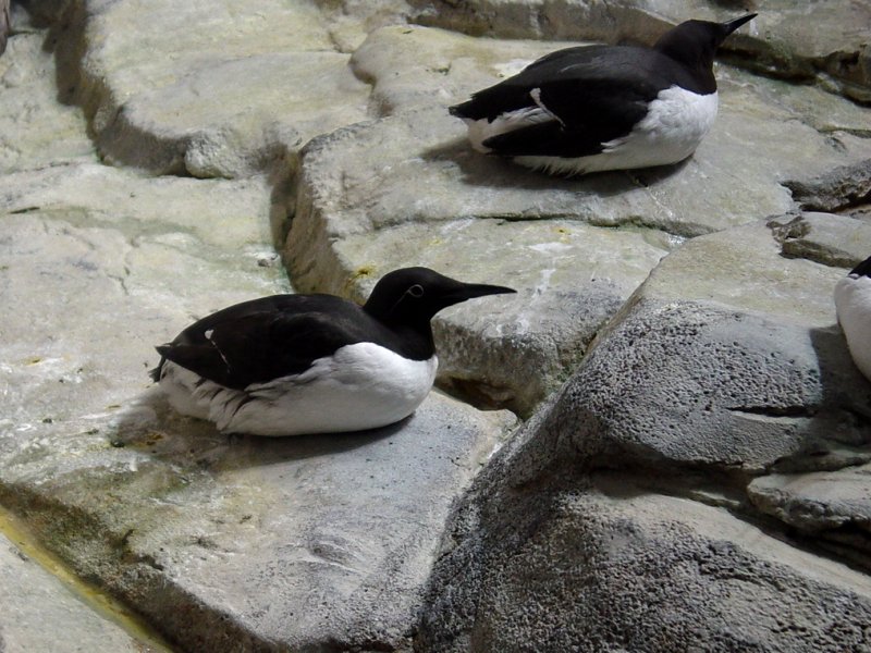 Bird Exhibit