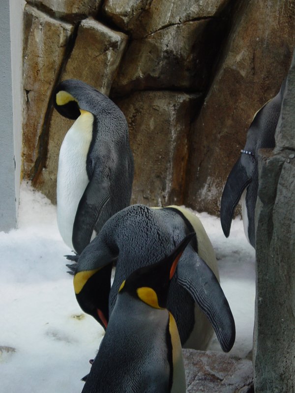 Penguins