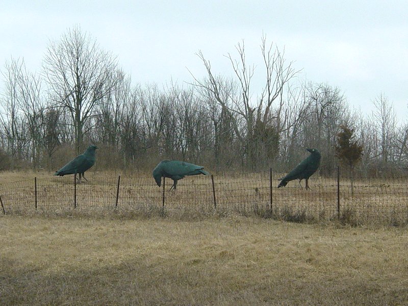 Bird Models on Roadside near Thousand Islands