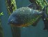 Piranha