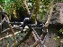 Primates