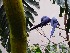 Exotic Birds